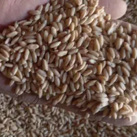 گندم بذری رقم سرداری|گل و گیاه طبیعی|الیگودرز, |دیوار