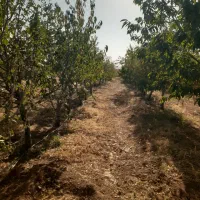 فروش زمین کشاورزی وباغ|فروش زمین و ملک کلنگی|زنده رود, |دیوار