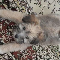 سگ خانگی|سگ|اردبیل, |دیوار