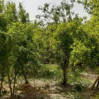 فروش خانه ویلایی ۱۰۰ متری ۲ خوابه.جای تخفیف دارد.|فروش خانه و ویلا|پیشوا, |دیوار