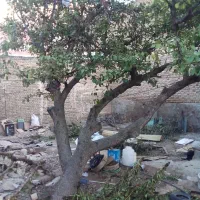 چوب واهن