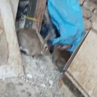 یه جفت خرگوش خوشگل|موش و خرگوش|اردبیل, |دیوار