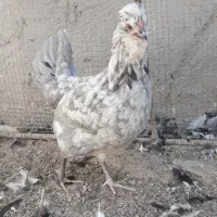 گلین جوجه و مولد|حیوانات مزرعه|سیرجان, |دیوار