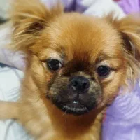 سگ peek-a-poem  8 ماهه|سگ|اردبیل, |دیوار