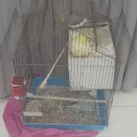 یک جفت عروس هلندی مولد|پرنده|تهران, باغ خزانه|دیوار