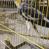 عروس هلندی معاوضه با قناری گرینچیک