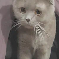 گربه نرماده|گربه|بومهن, |دیوار