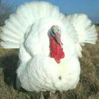 بوقلمون کاملا طبیعی