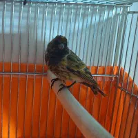 گلبسر نر بخون