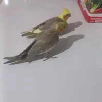 عروس هلندی|پرنده|بجنورد, |دیوار