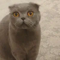 گربه اسکاتیش لانگ هیر