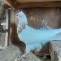 جوجه کفتر طوقی مهر بدون غلط