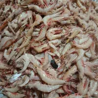 میگو ماهی تازه آبادان ارسال به شهرستان|خوردنی و آشامیدنی|تهران, مختاری|دیوار