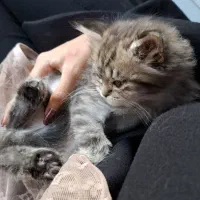 گربه اسکاتیش