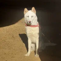 هاسکی سفید نر|سگ|رودهن, |دیوار