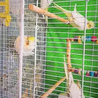 عروس هلندی لوتینو مادی