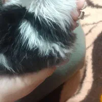 حیوانات خانگی