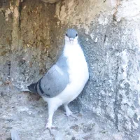 جوجه ساده سبز