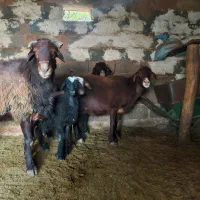 قوچ فروشی|حیوانات مزرعه|مهدی شهر, |دیوار