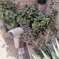 گل های سالم وزیبا|گل و گیاه طبیعی|رامجین, |دیوار