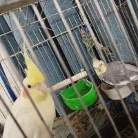 یک جفت عروس هلندی نروماده