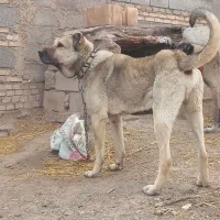 سگ سرابی سگ گله