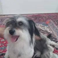 واگذاری 3 قلاده سگ شیتزو|سگ|تبریز, |دیوار