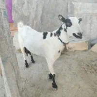 بزه