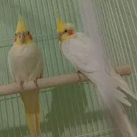 جفت عروس هلندی جوان