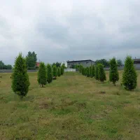 200م زمین جنگلی/انشعابات سر ملک‌.سند تک برگ|فروش زمین و ملک کلنگی|چمستان, |دیوار