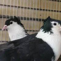 جفت پشت سیاه واکسی کاکلی