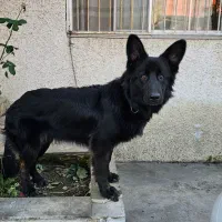 سگ ژرمن مشکی گمشده محدوده متل قو|سگ|سلمانشهر, |دیوار