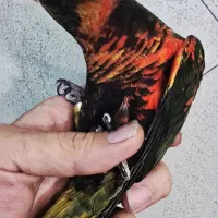 بورس طوطی لوری لوریکیت ایران|پرنده|تهران, دردشت|دیوار