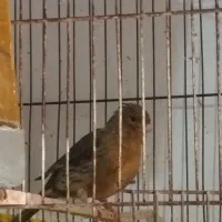 قناری نر بلند و قناری نر گلاستر و قناری ماده سبز|پرنده|بهارستان, |دیوار