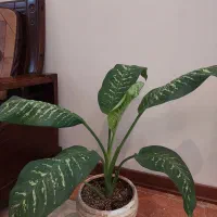 گل وگلدان طبیعی دیفن باخیا و پتوس|گل و گیاه طبیعی|تهران, صادقیه|دیوار