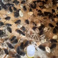 جوجه محلی فروش فوری