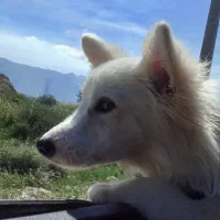 سگ پامر روباهی