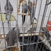 فروش ۶عدد عروس هلندی