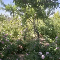 فروش گلاب ارگانیک. خاکشیر