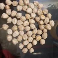 نخود کرمانشاه