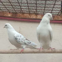 کفتر|پرنده|شهریار, رضی آباد بالا|دیوار