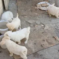 فروش سگ پاپی