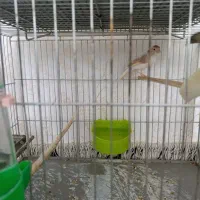 قناری ماده یک ساله