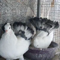 دم چتری انگلیسی