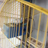 مرغ عشق نر و ماده با رنگ زیبا وخاص|پرنده|قرچک, شهرک الحدید|دیوار