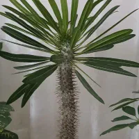 فروش گلهای خانگی سر حال|گل و گیاه طبیعی|کرمانشاه, |دیوار