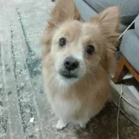 واگذاری سگ پامرین،اسپیتز|سگ|سیرجان, |دیوار