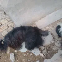 سگ پاکوتاه