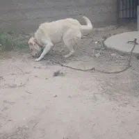 سگ نگهبان|سگ|قوچان, |دیوار
