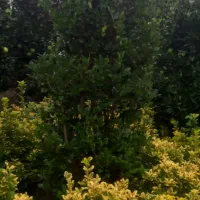 فروش یاس هلندی شمشاد طلایی سبز